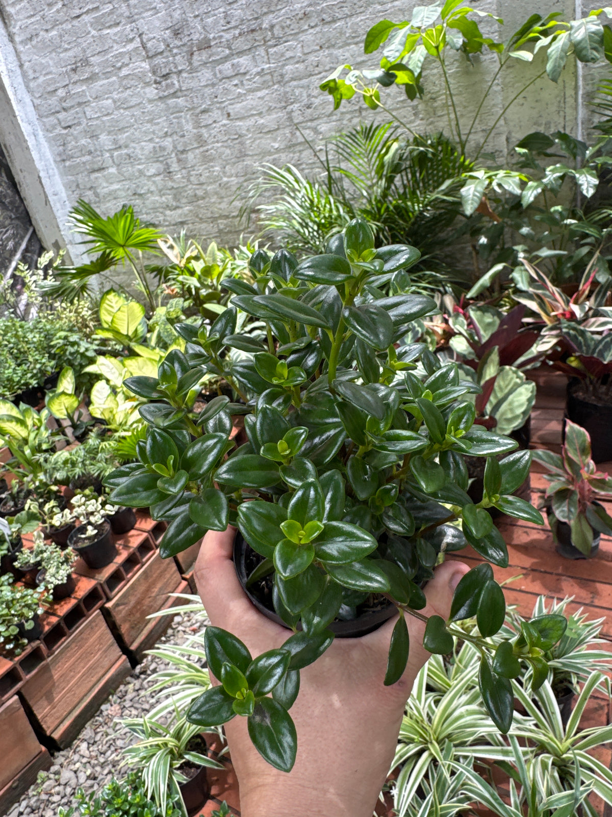 Planta Pescadito