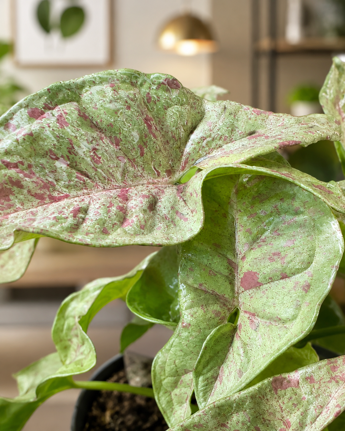 Syngonium Rosa Variegado de Interior | Planta Decorativa Premium