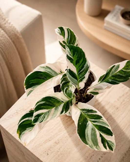 Calathea White Fusion de Interior | Planta Variegada Premium - Vivero Selva Verde