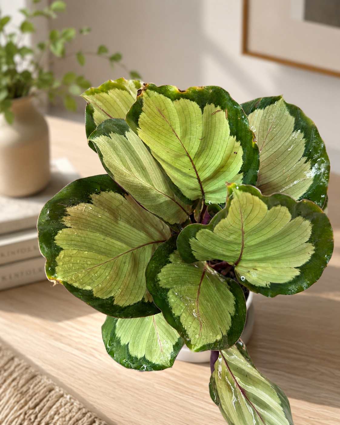 Calathea Corona de Interior | Planta Decorativa Tropical