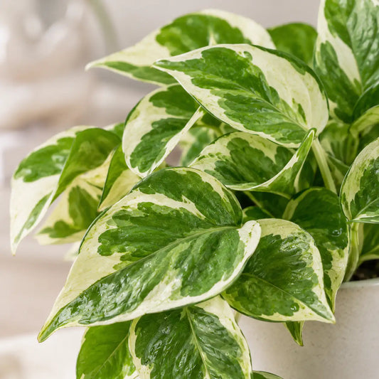 Pothos N'Joy detalle hojas variegadas verde y blanco crema - Vivero Selva Verde Colombia