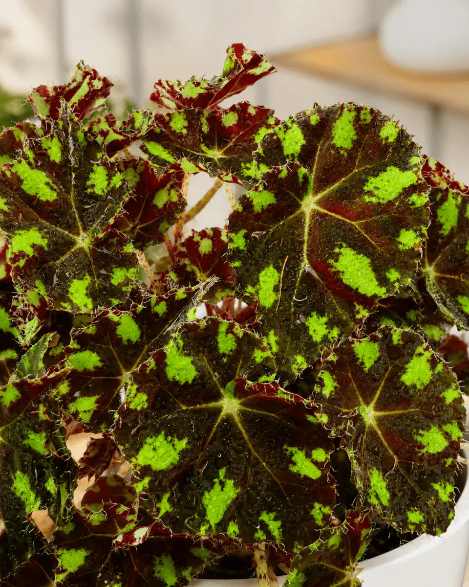 Begonia Piel de Sapo – Planta de Mesa Interior | Vivero Selva Verde - Vivero Selva Verde