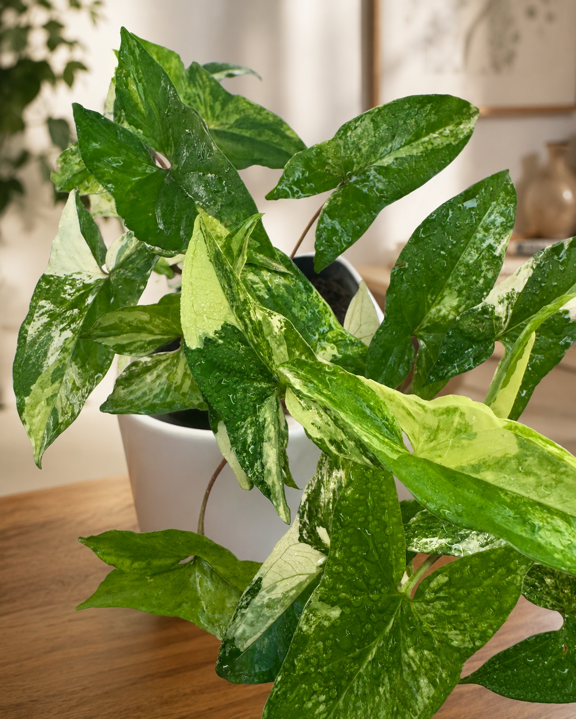 Syngonium Variegado detalle hojas variegadas verde lima y crema - Vivero Selva Verde Colombia