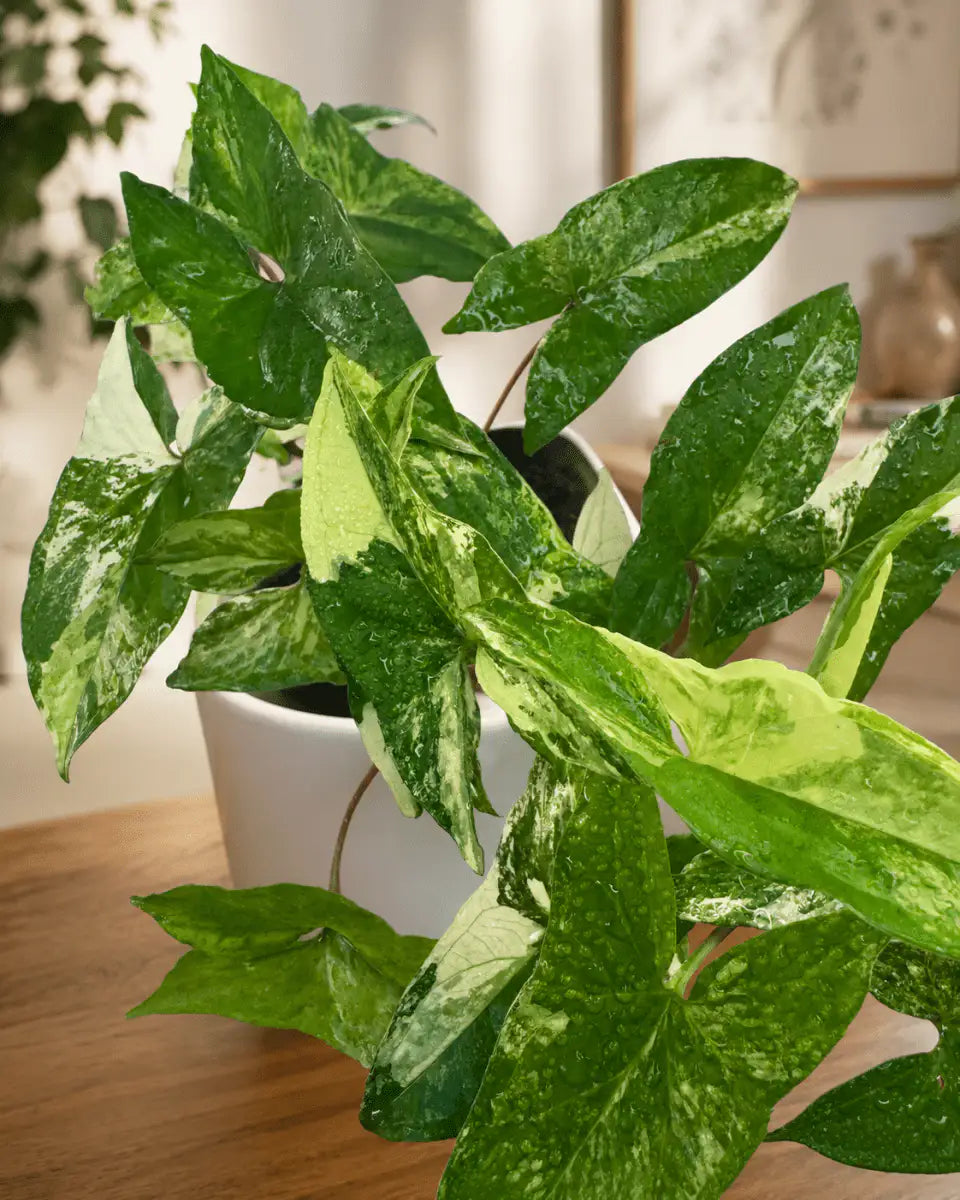 Syngonium Variegado – Planta Colgante Interior | Vivero Selva Verde - Vivero Selva Verde