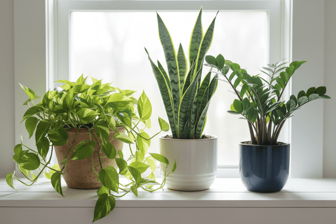 10 Plantas de Interior Fáciles de Cuidar para tu Hogar en Colombia - Vivero Selva Verde