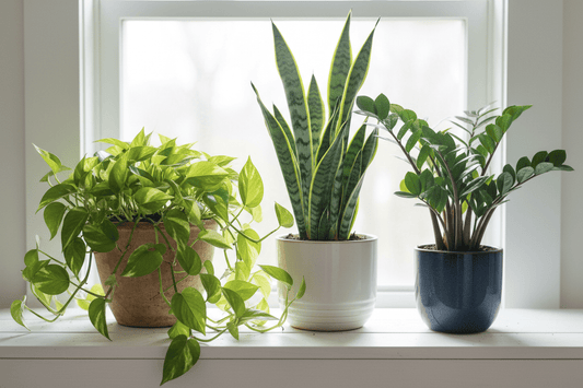 10 Plantas de Interior Fáciles de Cuidar para tu Hogar en Colombia - Vivero Selva Verde