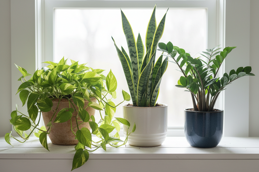 10 Plantas de Interior Fáciles de Cuidar para tu Hogar en Colombia