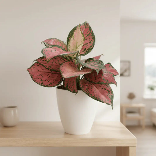 Aglaonema: la planta perfecta para interiores en Colombia