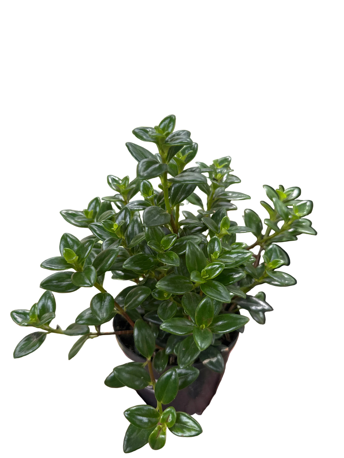 Planta Pescadito