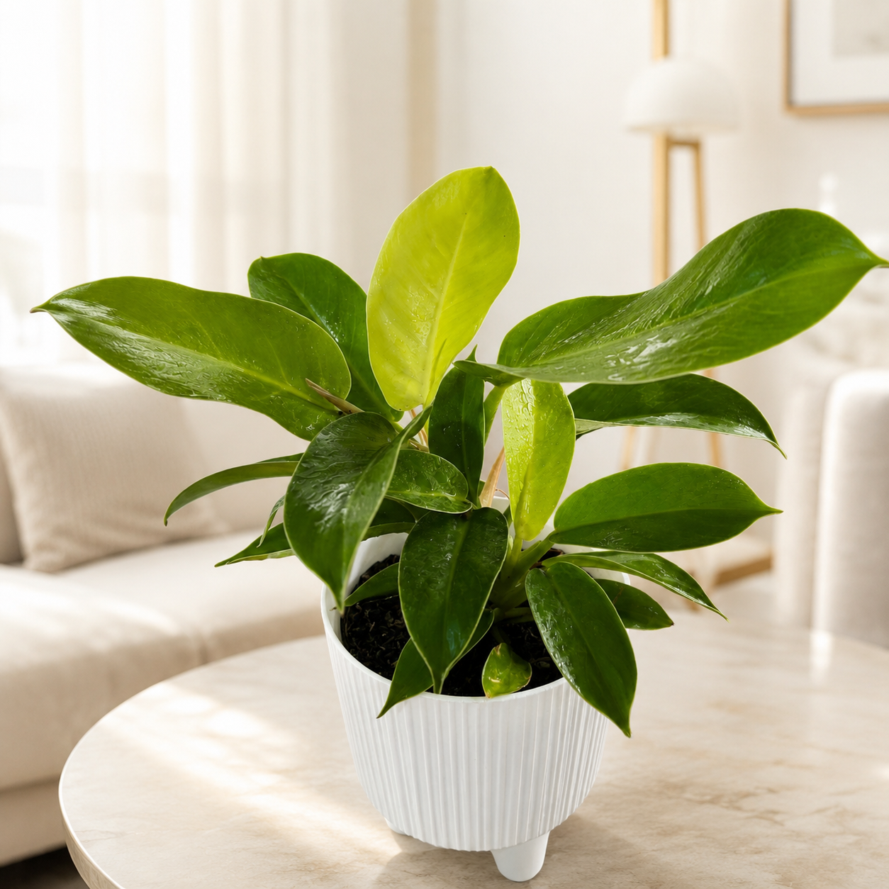 Filodendro Moon Light de Interior | Planta Decorativa Premium