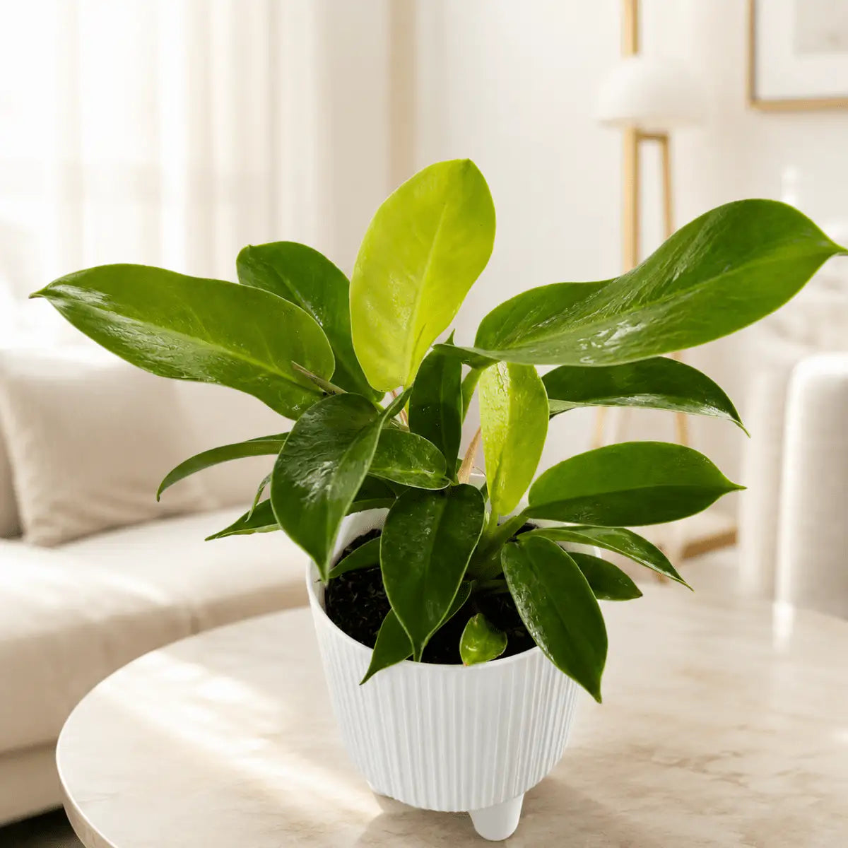 Filodendro Moon Light de Interior | Planta Decorativa Premium - Vivero Selva Verde