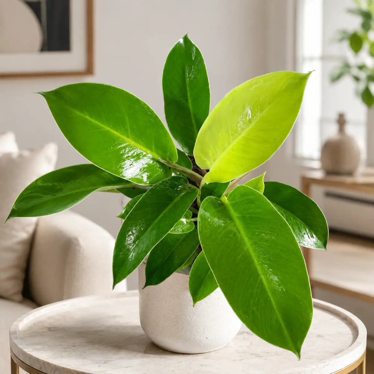Filodendro Moon Light de Interior | Planta Decorativa Premium - Vivero Selva Verde