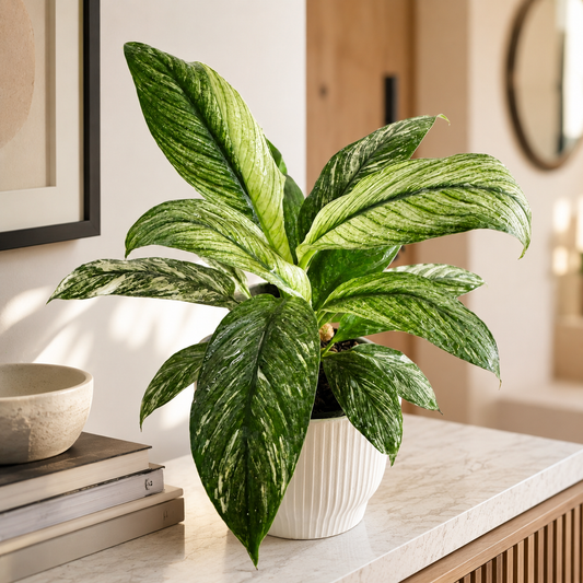 Garza Sensación Variegada de Interior | Planta Decorativa Premium