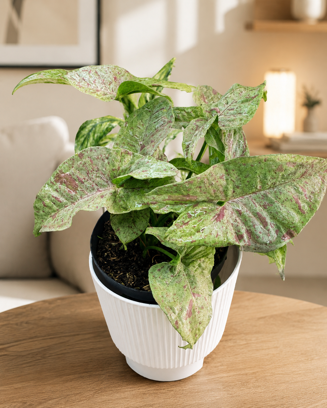 Syngonium Rosa Variegado de Interior | Planta Decorativa Premium