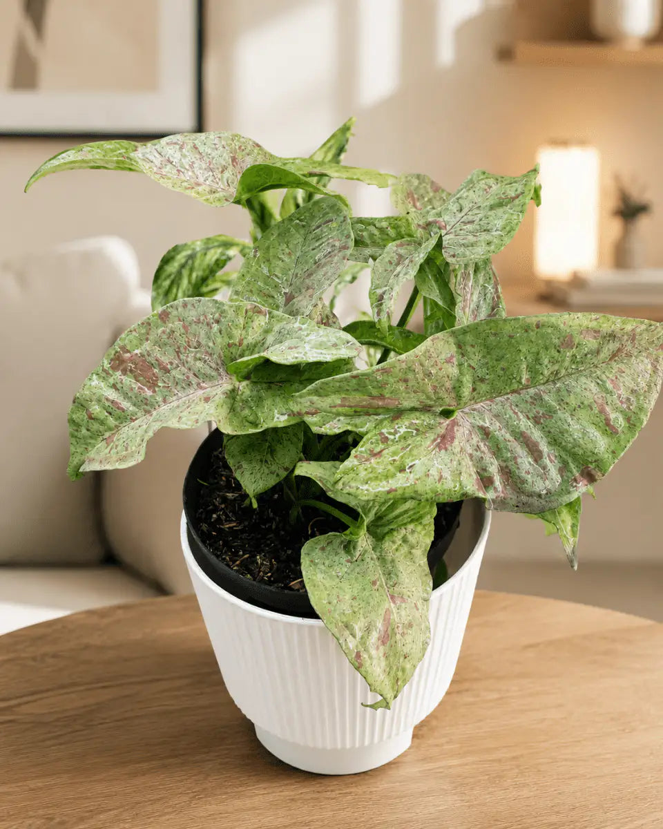 Syngonium Rosa Variegado de Interior | Planta Decorativa Premium - Vivero Selva Verde