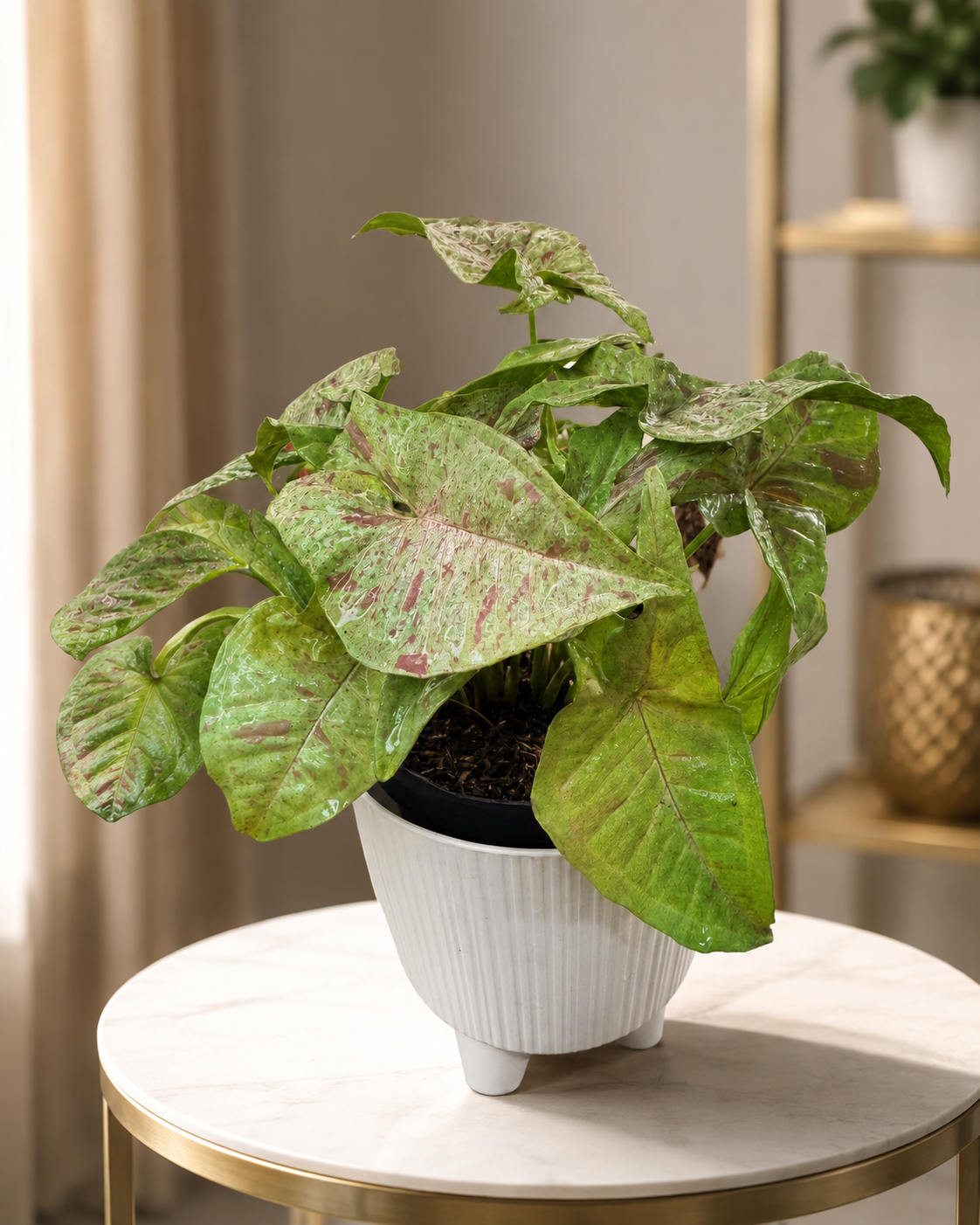 Syngonium Rosa Variegado de Interior | Planta Decorativa Premium