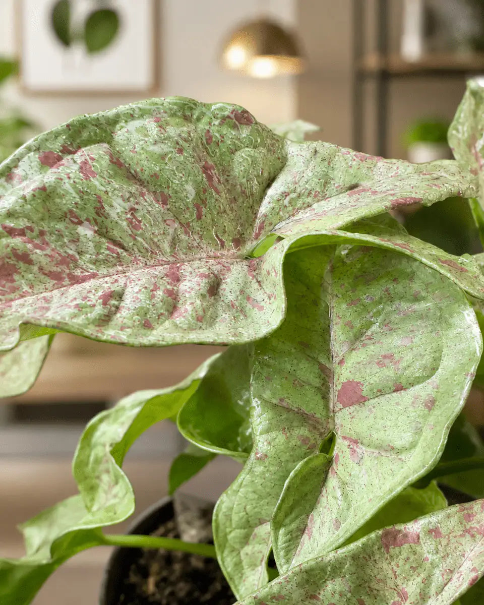 Syngonium Rosa Variegado de Interior | Planta Decorativa Premium - Vivero Selva Verde