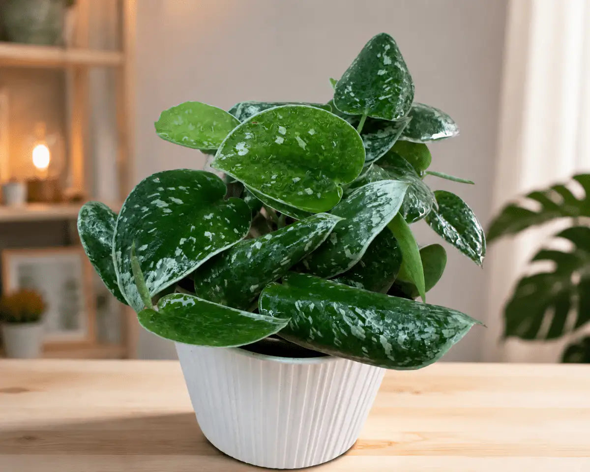 Potus Plateado Silver de Interior | Planta Colgante Decorativa - Vivero Selva Verde