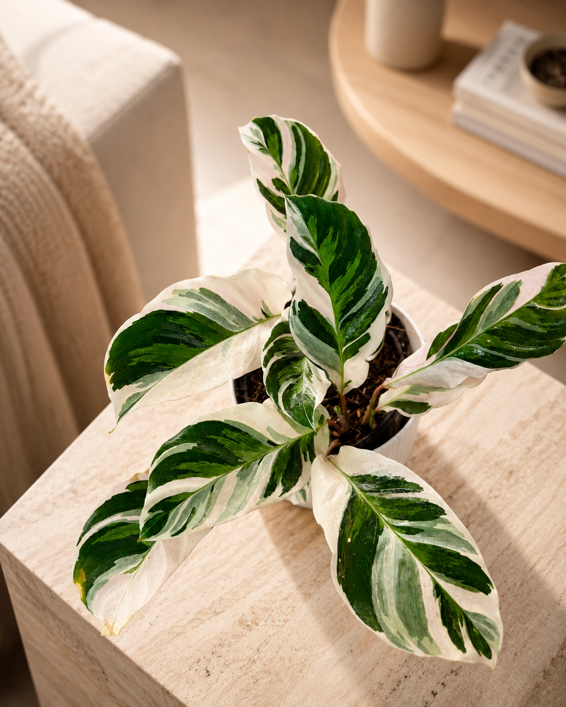 Calathea White Fusion de Interior | Planta Variegada Premium