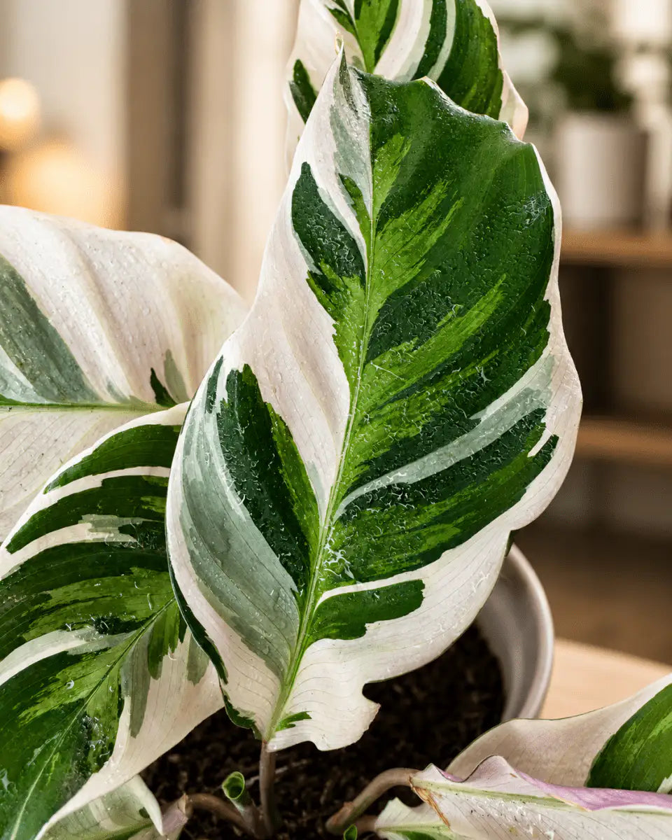 Calathea White Fusion de Interior | Planta Variegada Premium - Vivero Selva Verde