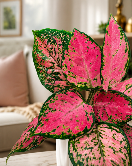 Aglaonema Fuego de Interior | Planta Decorativa Premium