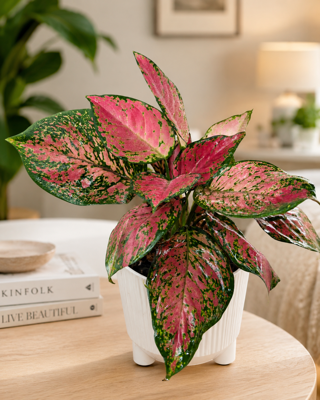 Aglaonema Fuego de Interior | Planta Decorativa Premium
