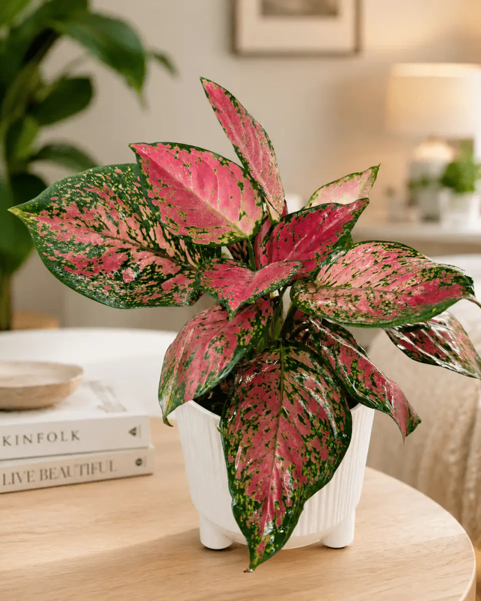 Aglaonema Fuego de Interior | Planta Decorativa Premium - Vivero Selva Verde