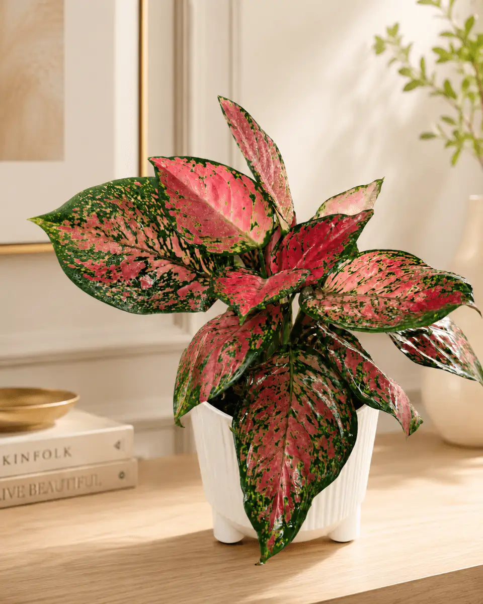Aglaonema Fuego de Interior | Planta Decorativa Premium - Vivero Selva Verde