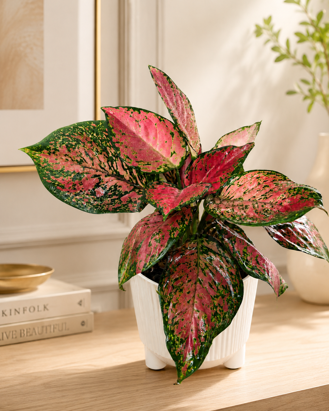 Aglaonema Fuego de Interior | Planta Decorativa Premium