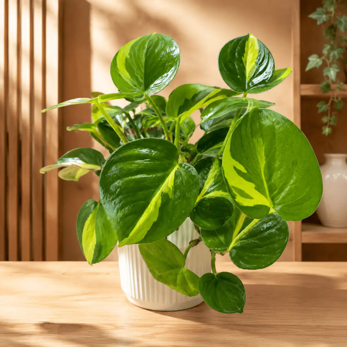 Philodendron Cordatum Brasil de Interior | Planta Colgante Decorativa - Vivero Selva Verde