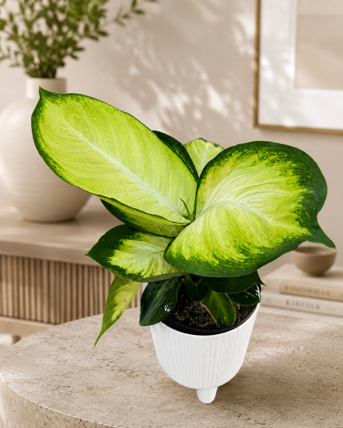 Dieffenbachia Camila de Interior | Planta Decorativa Premium