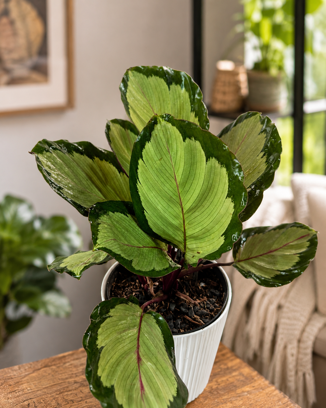Calathea Corona de Interior | Planta Decorativa Tropical