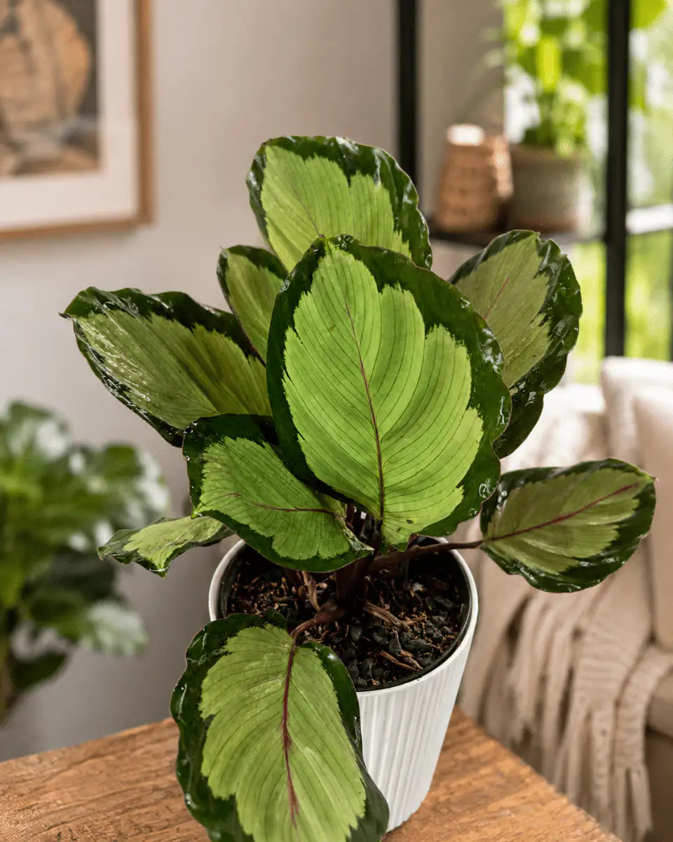 Calathea Corona de Interior | Planta Decorativa Tropical - Vivero Selva Verde
