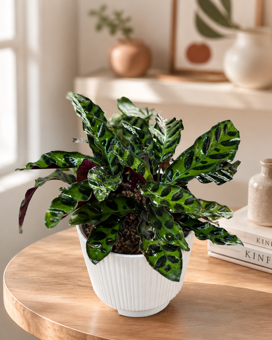 Calathea Makoyana Cola de Pavo | Planta de Interior en Colombia