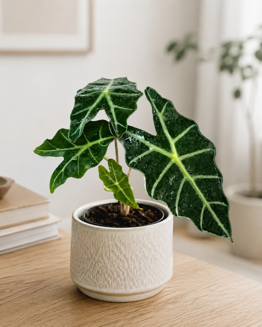 Alocasia Polly de Interior | Planta Oreja de Elefante Decorativa
