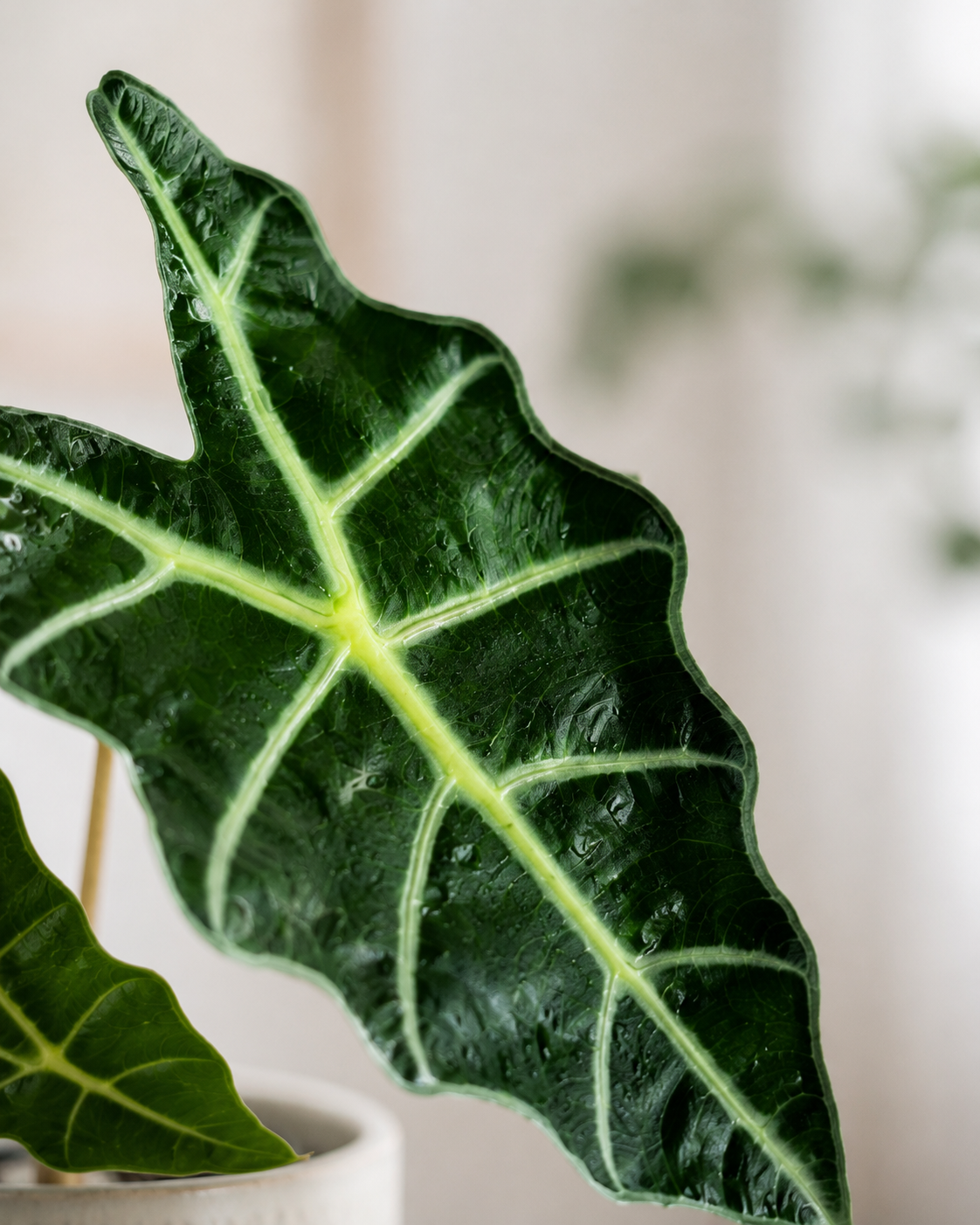 Alocasia Polly de Interior | Planta Oreja de Elefante Decorativa