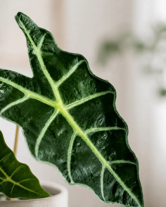 Alocasia Polly de Interior | Planta Oreja de Elefante Decorativa - Vivero Selva Verde