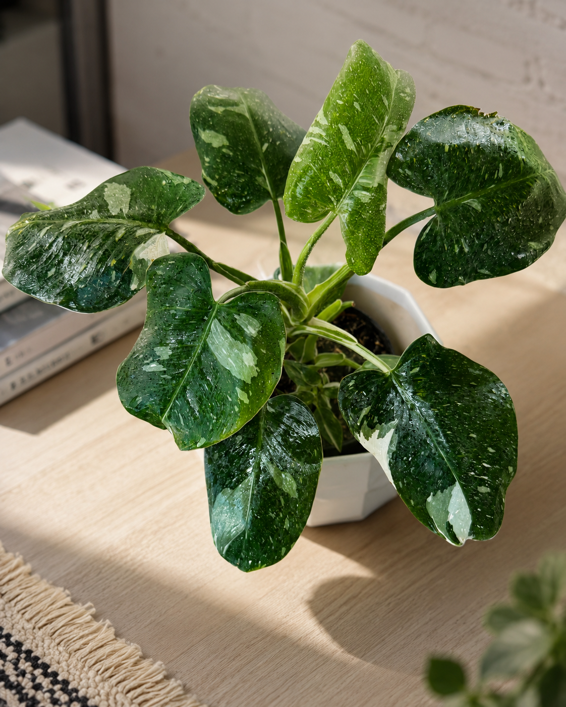 Filodendro White Princess de Interior | Planta Variegada Premium