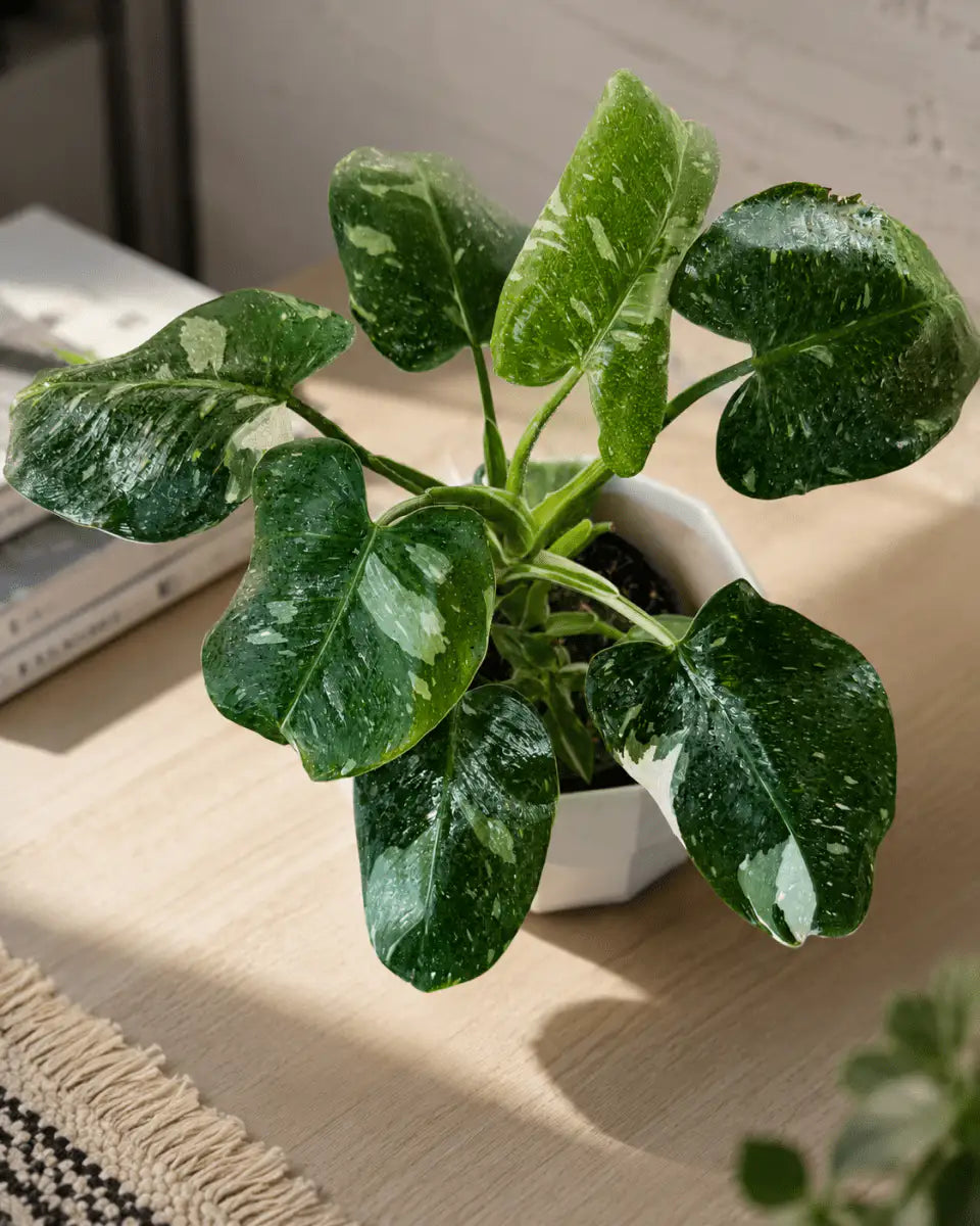 Filodendro White Princess de Interior | Planta Variegada Premium - Vivero Selva Verde