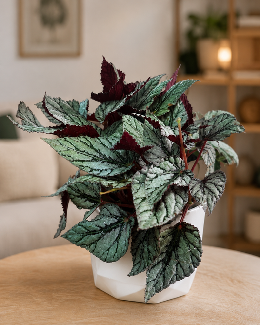 Begonia Rex Plateada de Interior | Planta Decorativa para Hogar