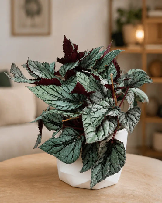 Begonia Rex Plateada de Interior | Planta Decorativa para Hogar - Vivero Selva Verde