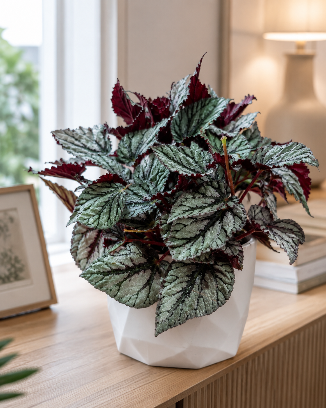 Begonia Rex Plateada de Interior | Planta Decorativa para Hogar