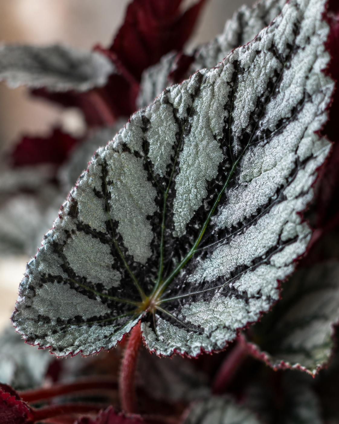 Begonia Rex Plateada de Interior | Planta Decorativa para Hogar