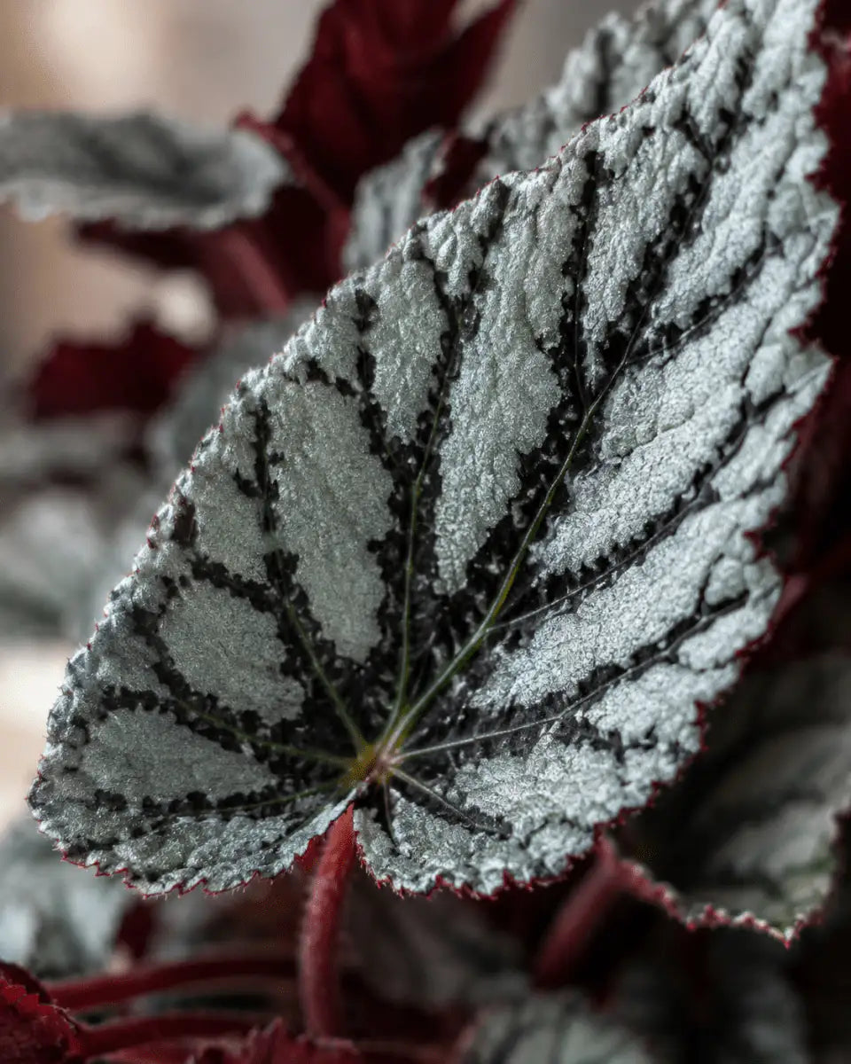 Begonia Rex Plateada de Interior | Planta Decorativa para Hogar - Vivero Selva Verde