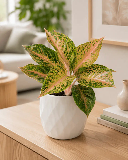 Aglaonema Rosa de Interior | Planta Decorativa Rosada para Hogar - Vivero Selva Verde