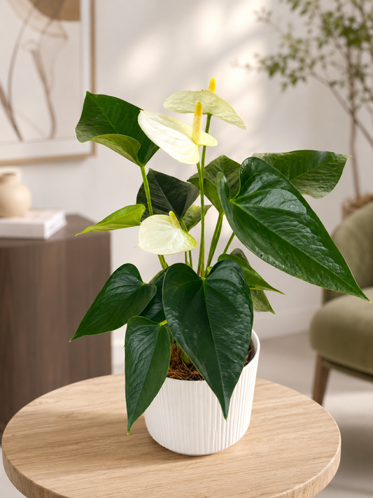 Anturio Anthurium Andraeanum de Interior | Planta con Flor