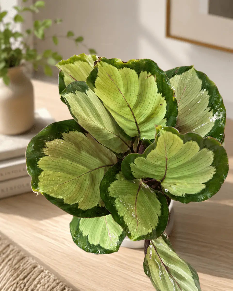 Calathea Corona de Interior | Planta Decorativa Tropical - Vivero Selva Verde