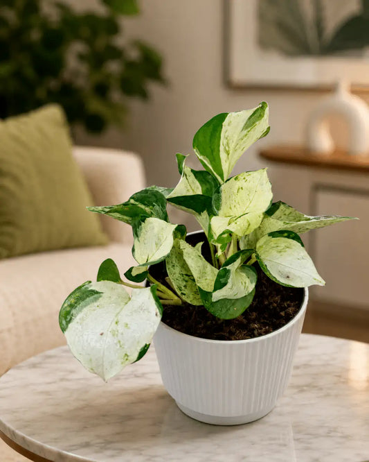 Pothos Mármol – Planta Colgante Interior - Vivero Selva Verde