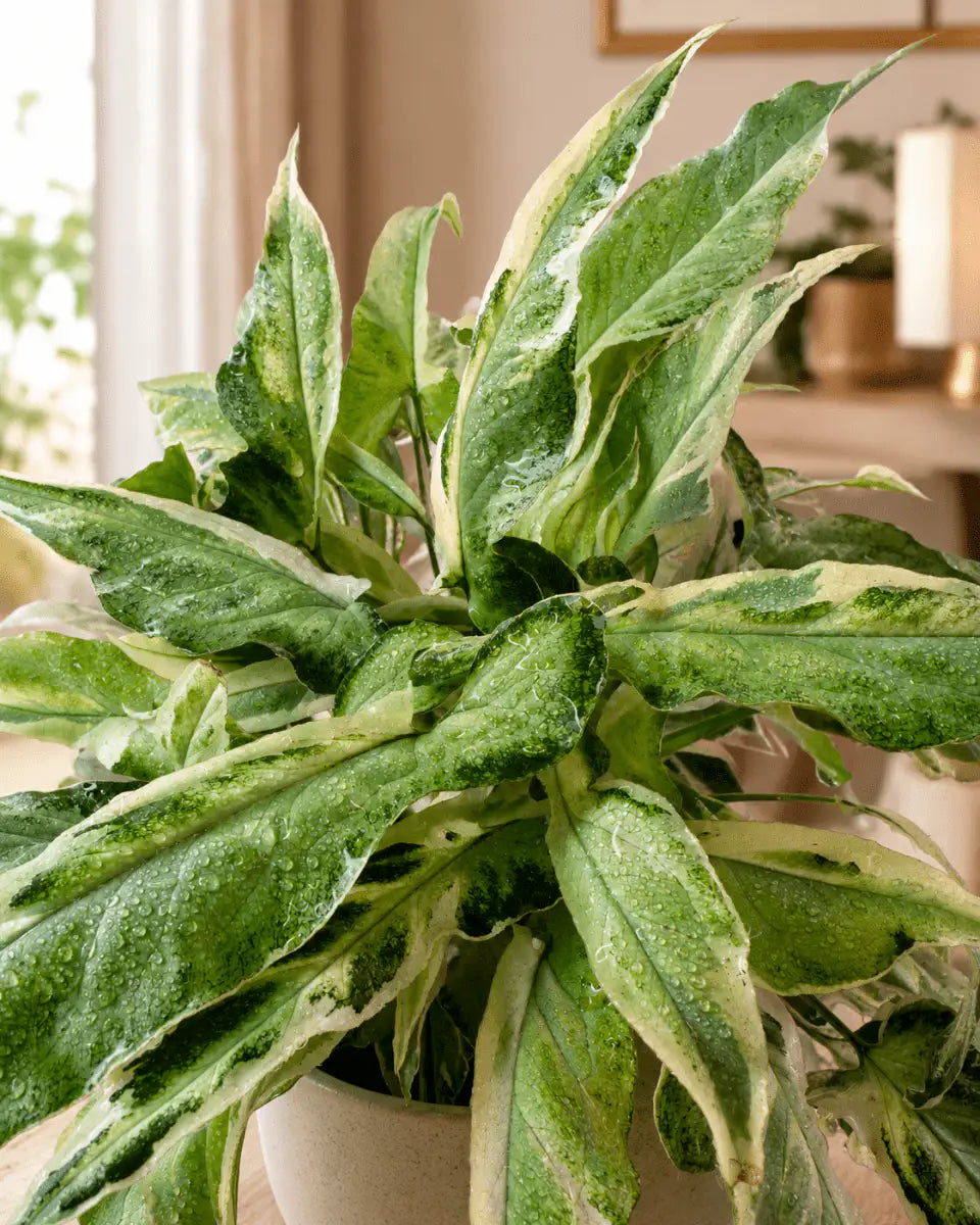 Syngonium Starlite – Planta de Mesa Interior | Vivero Selva Verde - Vivero Selva Verde