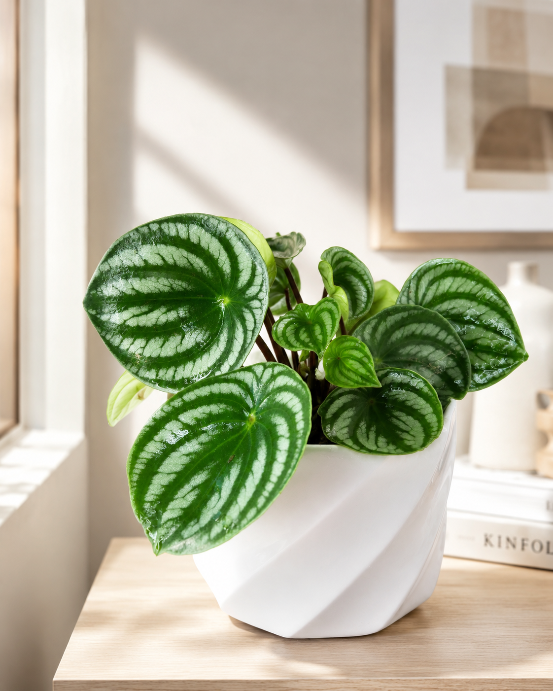 Peperomia Sandía hojas redondas rayadas verde y plateado - Vivero Selva Verde Colombia